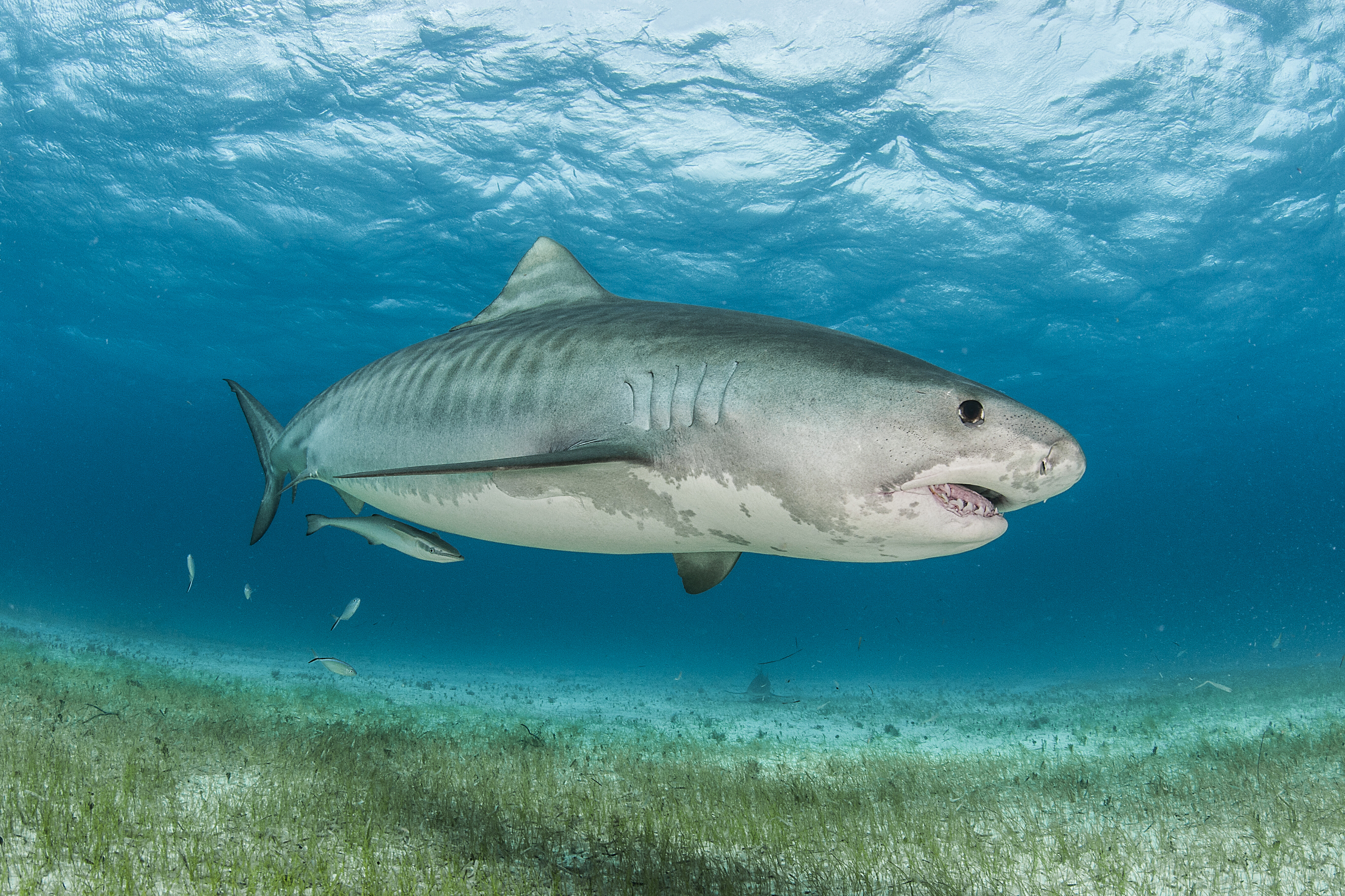 Tiger Shark